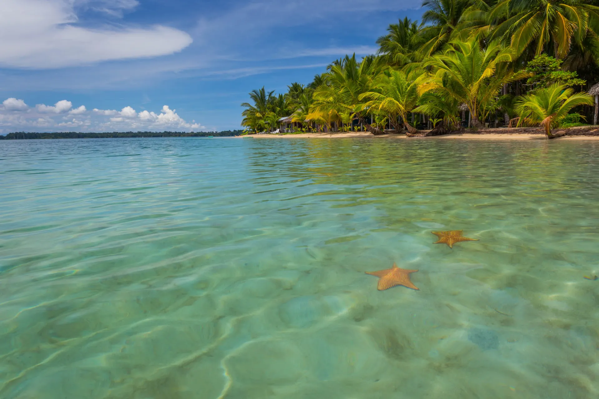 Sjöstjärnor vilar på havsbottnen vid Bocas del Toro Sjöstjärnor vilar på havsbottnen vid Bocas del Toro