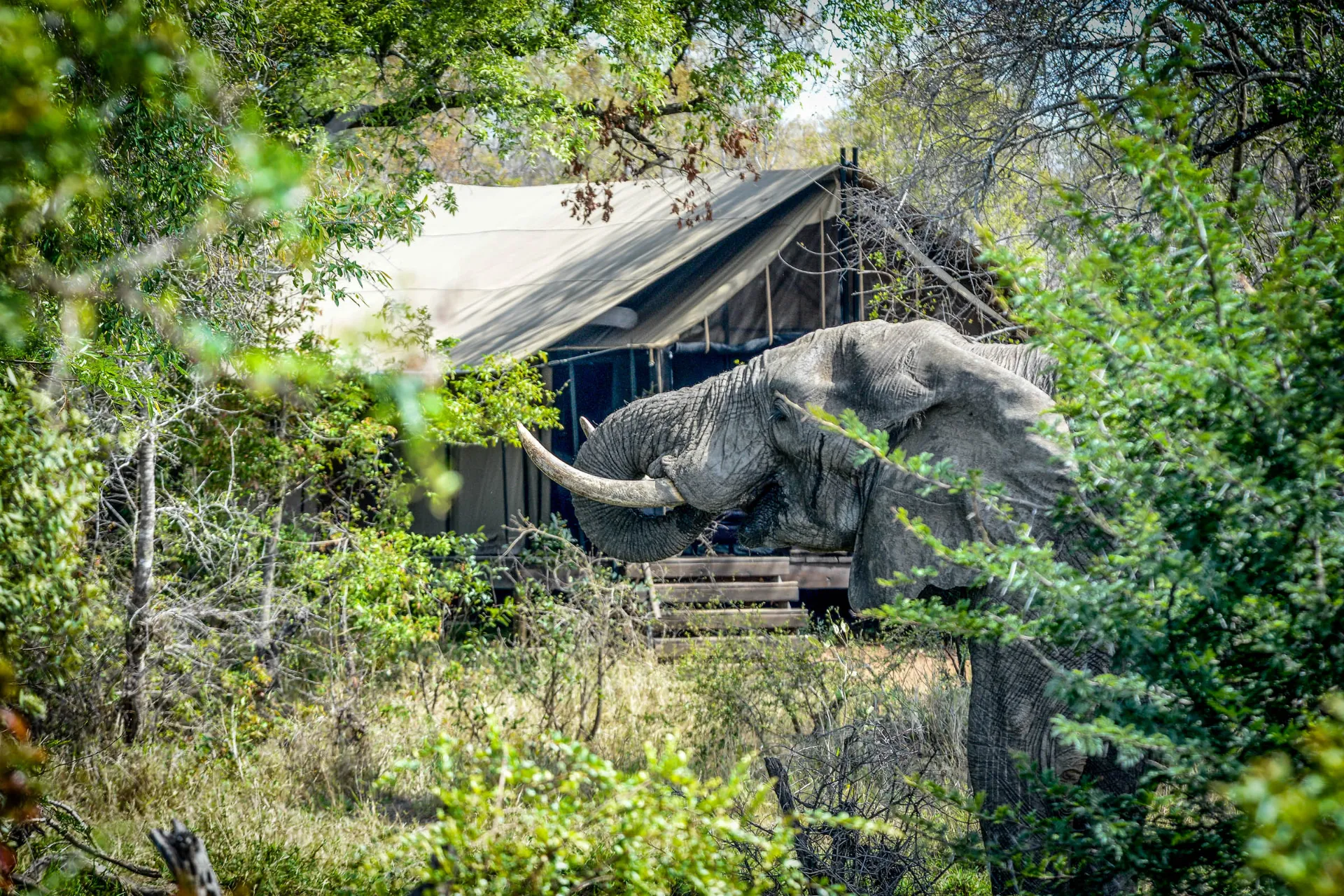 Djuren kommer nära inpå i campen Djuren kommer nära inpå i campen
