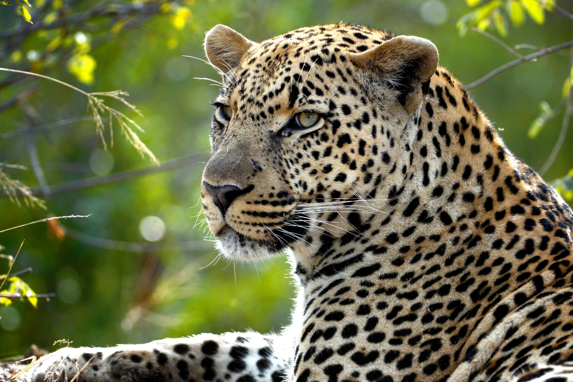 Det finns leoparder nästan överallt i Afrika