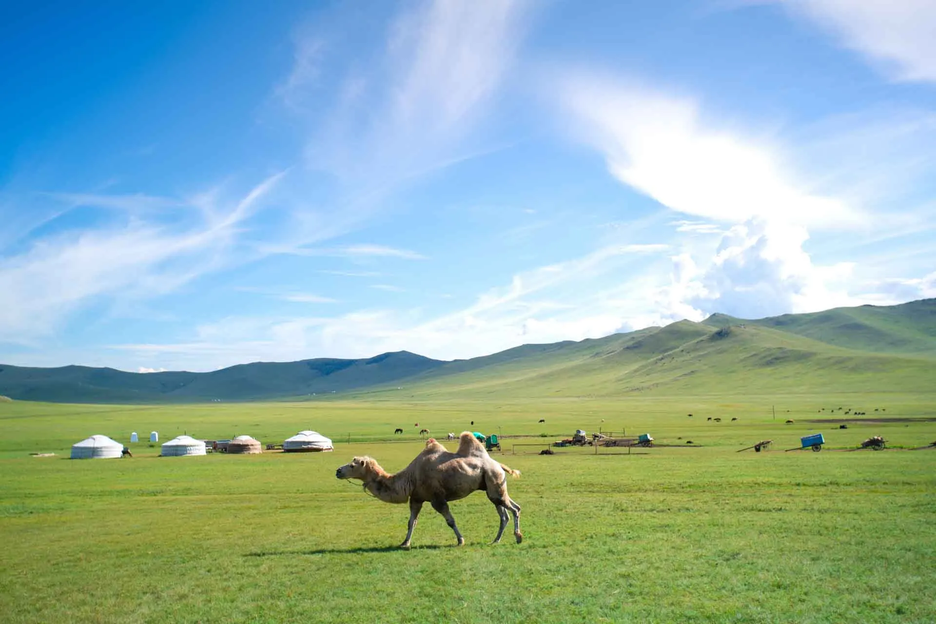 Kamelen pucklar på stäppen
