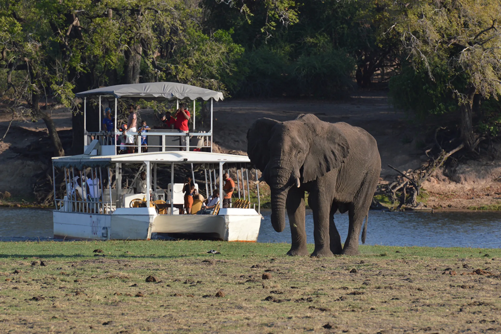 Den afrikanska savanneelefanten kan väga upp till 7 000 kg - honorna lite mer än hälften