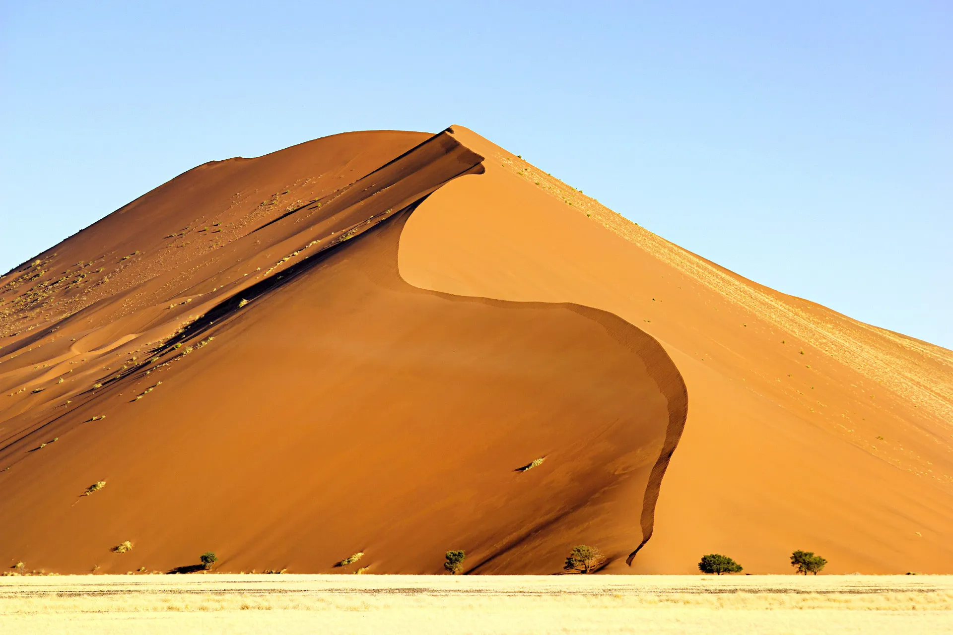 En av Sossusvleis ikoniska röda sanddyner reser sig majestätiskt mot den klara himlen