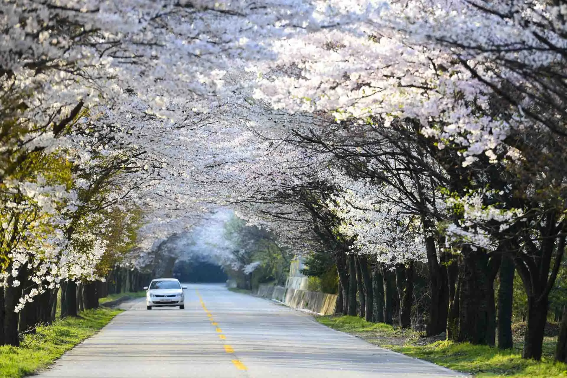 Vårstämning med blommande körsbärsträd i Naejangsan nationalpark