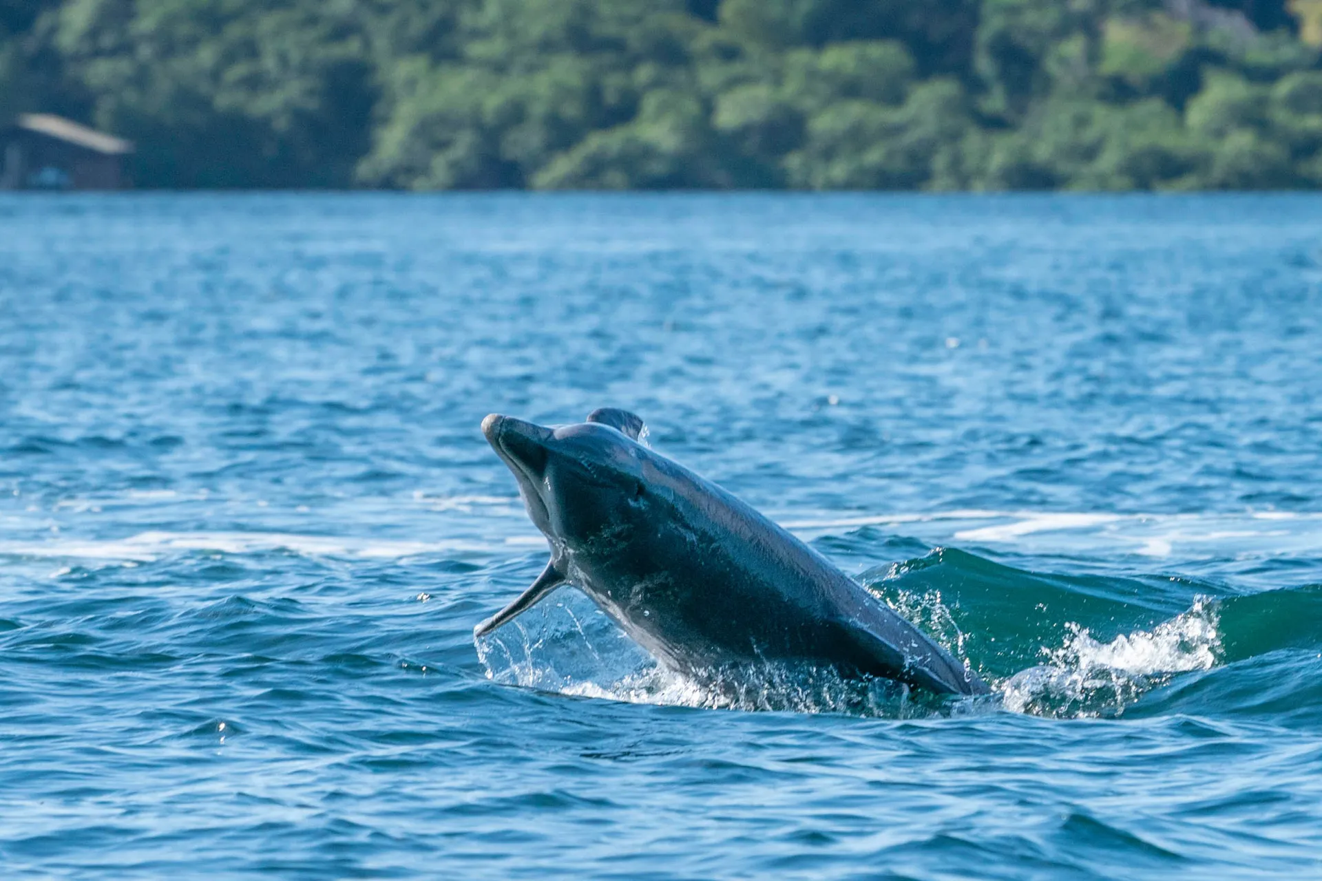 Delfinen leker i havet vid Bocas del Toro Delfinen leker i havet vid Bocas del Toro