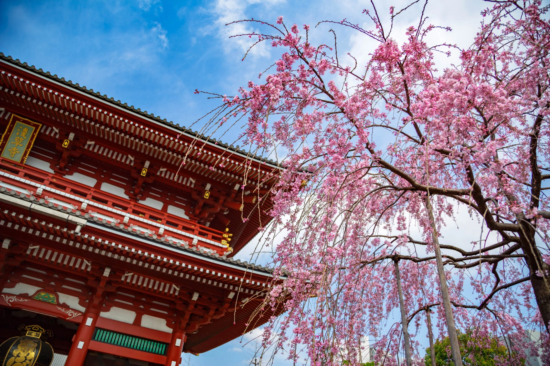 Körsbärsträd i blom vid Asakusa Kannon-templet