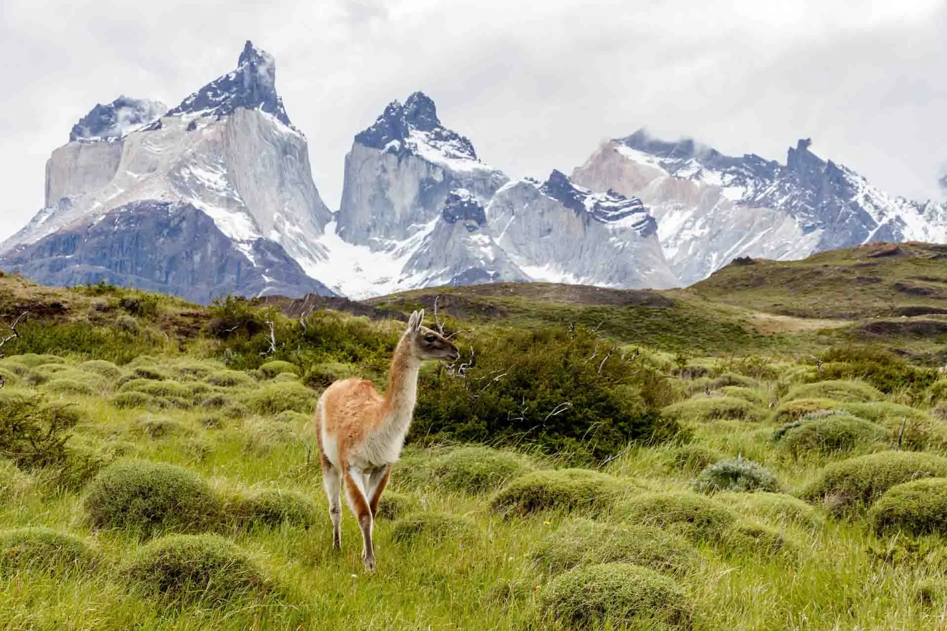 Guanacos lever vilt i Patagonien – i tam form blir de lamor