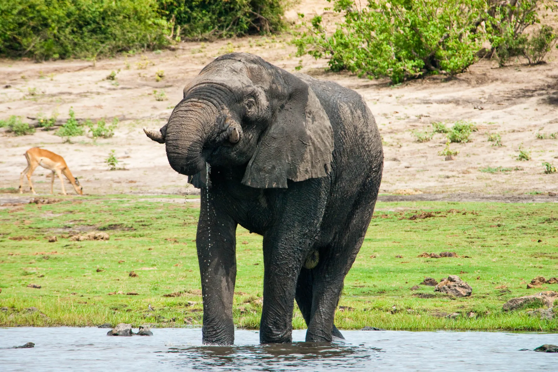 En elefant dricker upp till 250 liter vatten om dagen En elefant dricker upp till 250 liter vatten om dagen