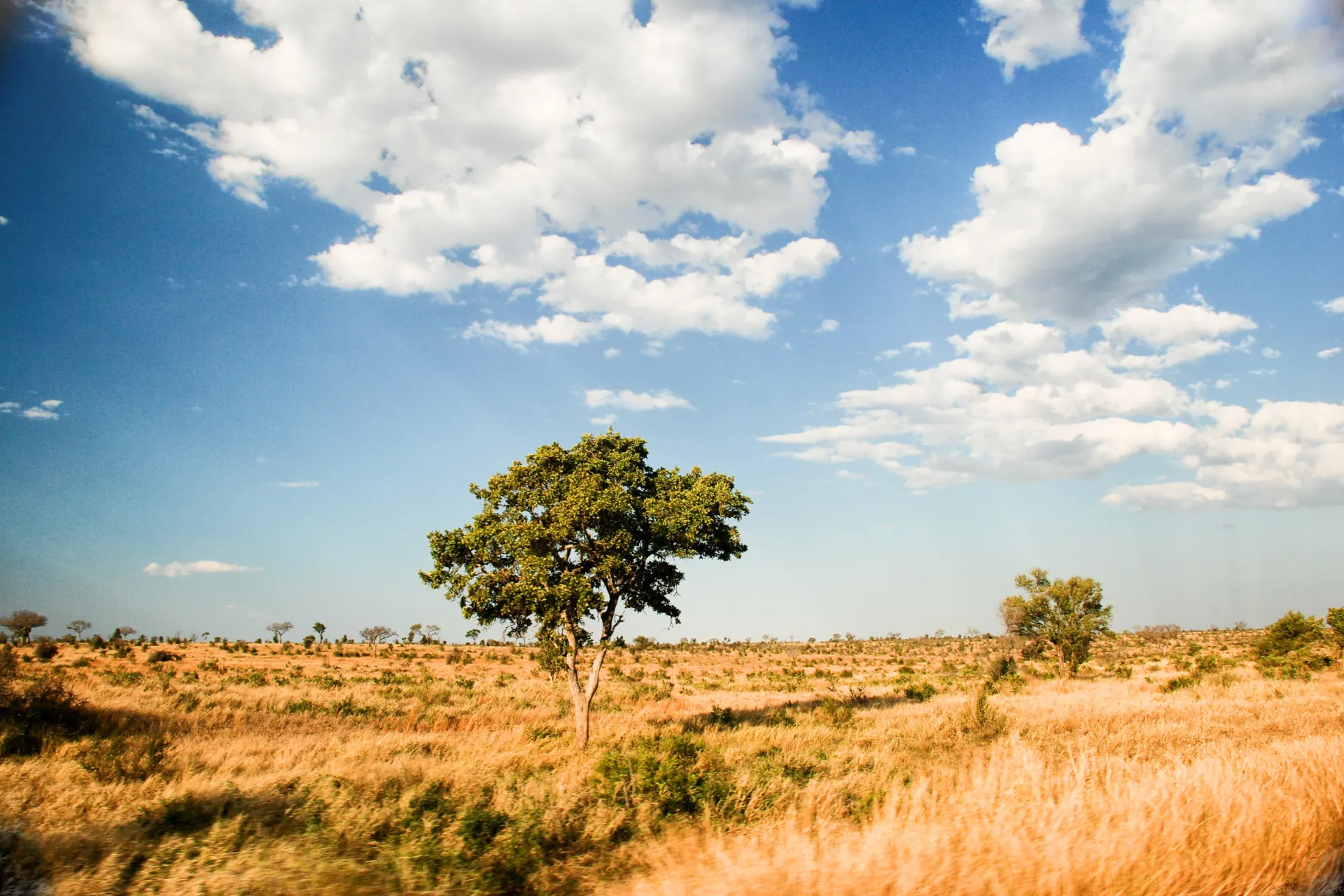 Njut av den afrikanska savannen Njut av den afrikanska savannen