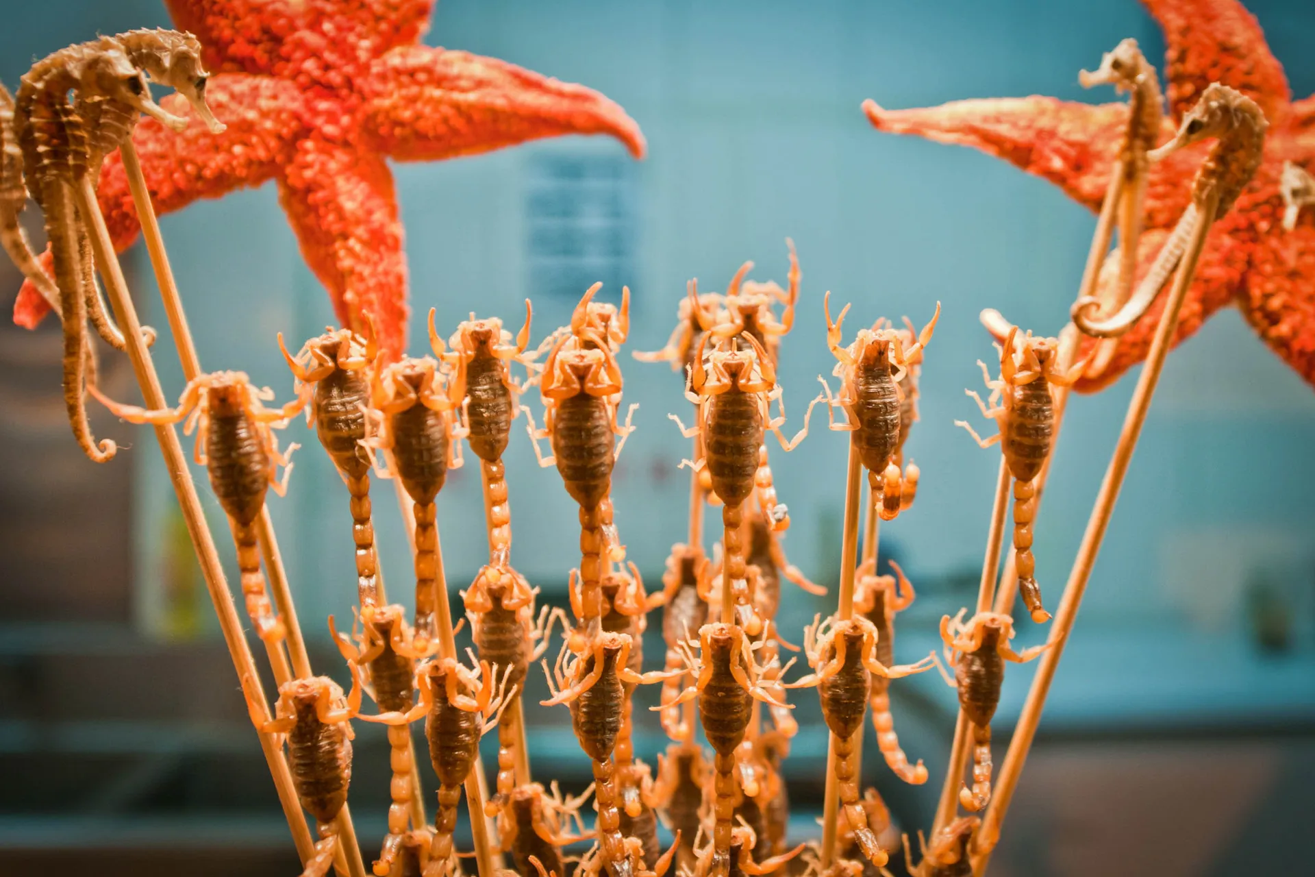 Skorpioner och sjöstjärnor på spett – kinesisk gatumat