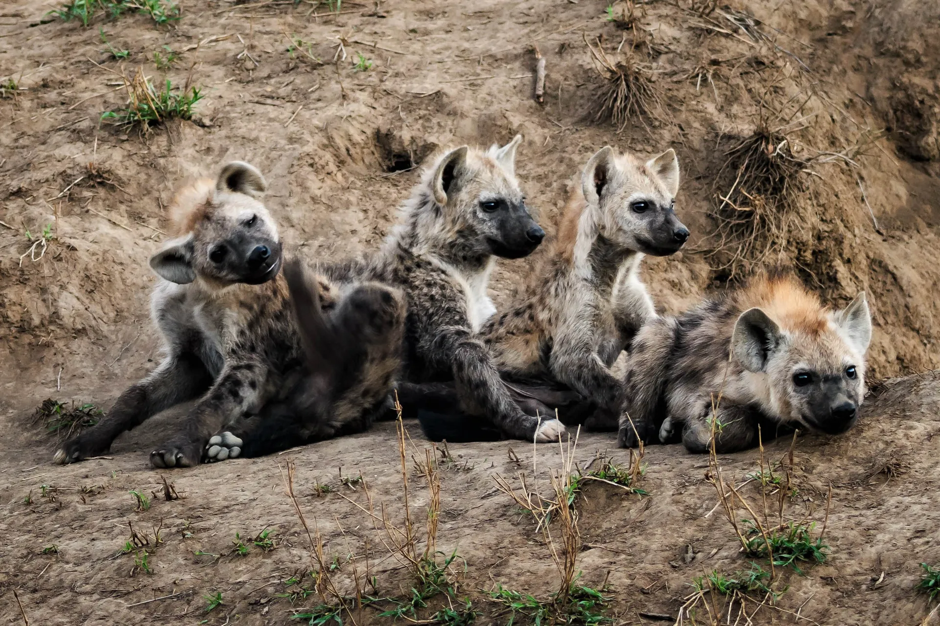 En flock vilda hundar slappnar av - men håller ögonen En flock vilda hundar slappnar av - men håller ögonen