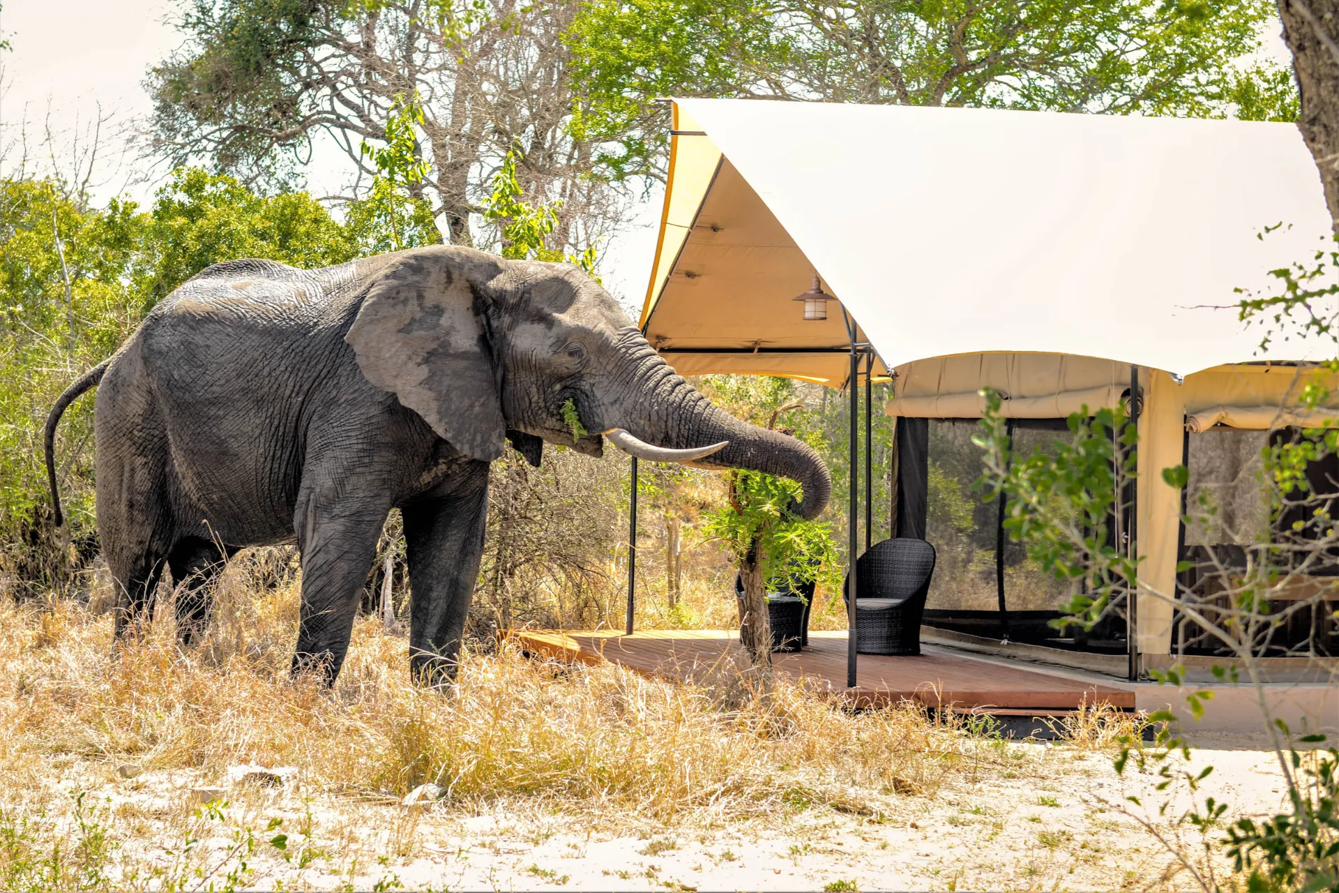 Elefanten hittar mat framför tältet Elefanten hittar mat framför tältet