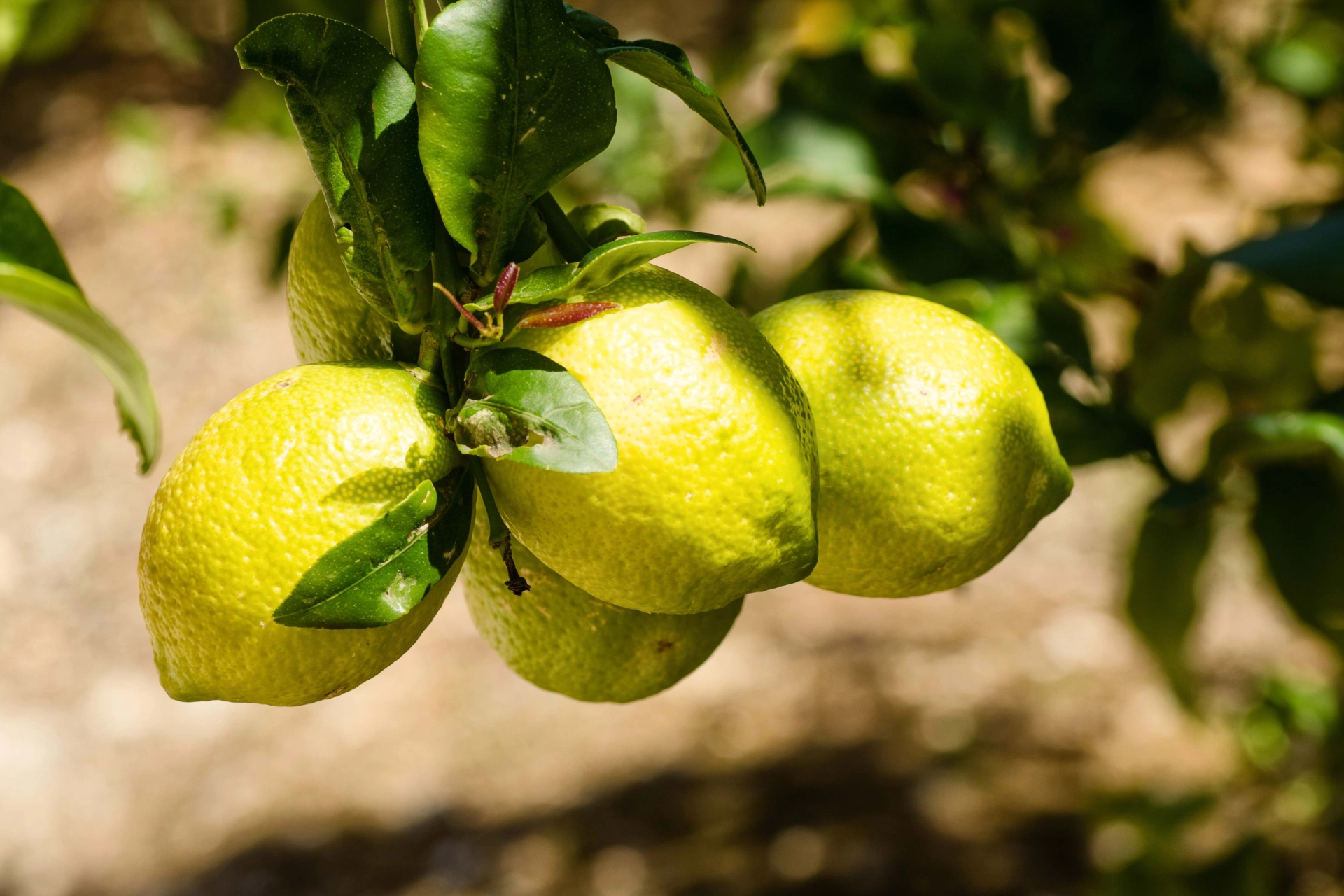 Citrusträdet står med blommor och mogna frukter hela året