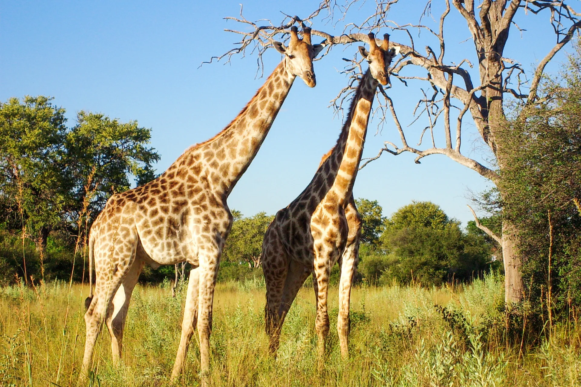 Girafferna är de högsta djuren i världen och blir 5,5–6 meter höga Girafferna är de högsta djuren i världen och blir 5,5–6 meter höga
