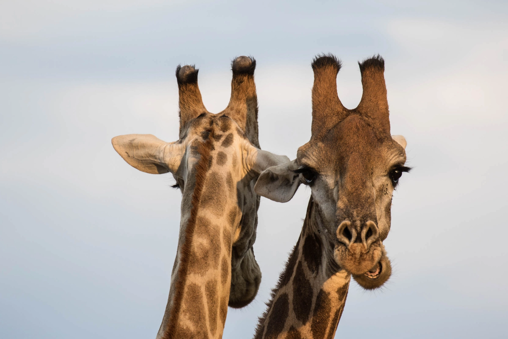 Giraffhanar använder bland annat hornen i strid