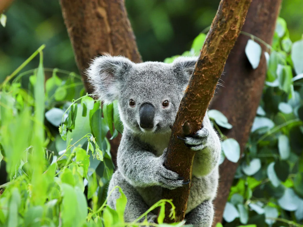 Koalan är en trädlevande pungdjur som huvudsakligen lever av eukalyptusblad Koalan är en trädlevande pungdjur som huvudsakligen lever av eukalyptusblad