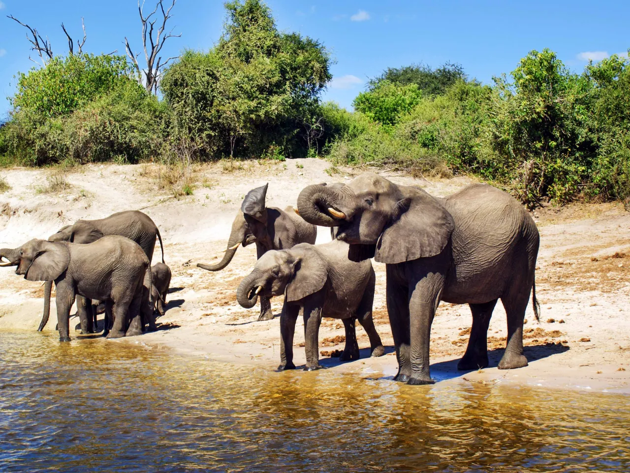 Elefanterna släcker törsten