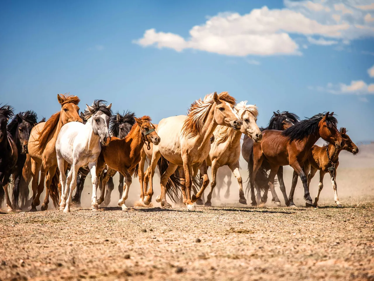 Vilda hästar i Gobiöknen Vilda hästar i Gobiöknen