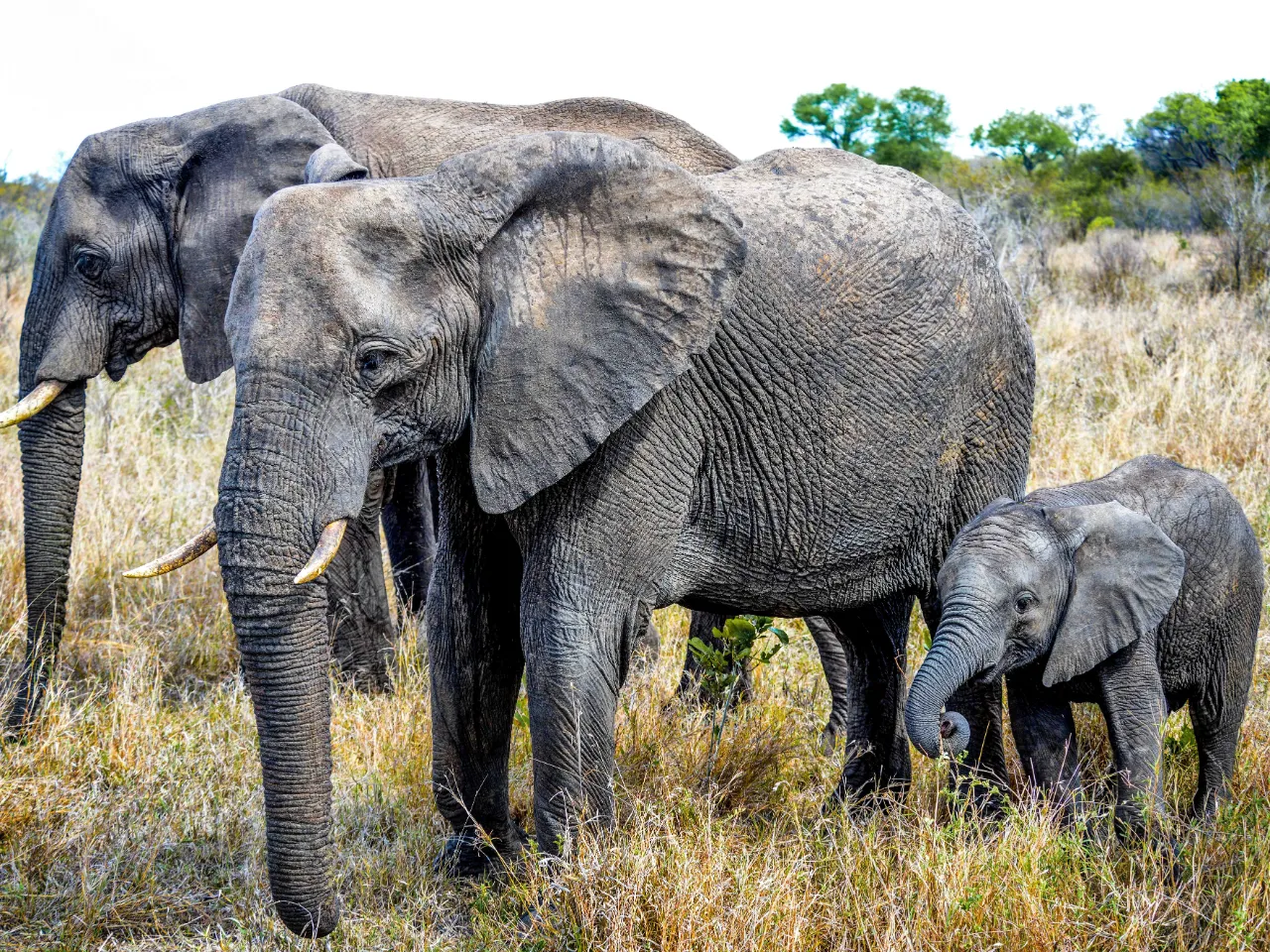 Elefantens unge kallas en elefantkalv Elefantens unge kallas en elefantkalv