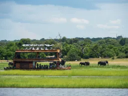 Från båten studeras de betande elefanterna på stranden