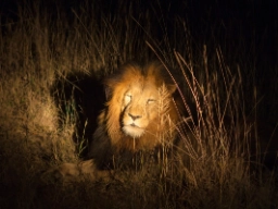  Kvällssafari med hanlejon i fokus