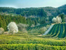 Teodlingarna i Boseong böjer sig vackert