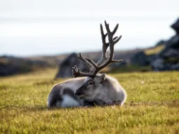 Det lever cirka 22 000 renar på Svalbard Det lever cirka 22 000 renar på Svalbard