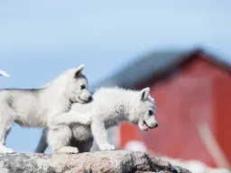 Slädhundvalpar av den grönländska slädhundsrasen – har en normal livslängd på 10–14 år Slädhundvalpar av den grönländska slädhundsrasen – har en normal livslängd på 10–14 år