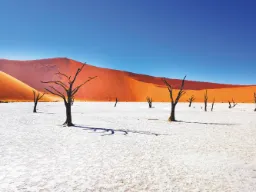 Deadvlei i Sossusvlei var en sjö för ca 650 år sedan – träden är uttorkade och har därför inte ruttnat
