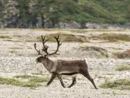 Ren står i det öppna tundralandskapet vid Kangerlussuaq Ren står i det öppna tundralandskapet vid Kangerlussuaq