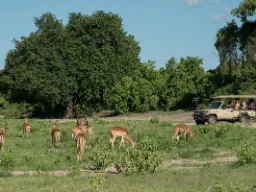 Impalor betar med åskådare Impalor betar med åskådare