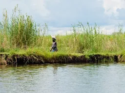 Kvinna vid flodstranden bär en säck på huvudet genom det höga gräset Kvinna vid flodstranden bär en säck på huvudet genom det höga gräset