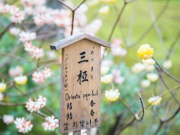 Zen-trädgård i Kyoto