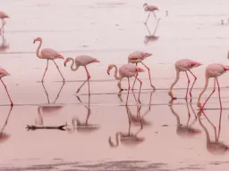 Flamingos i det grunda området vid Walvis Bay, Namibia