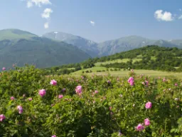 Rosfält i Thrakiska dalen nära Kazanlak, känt för Bulgariens berömda rosenolja
