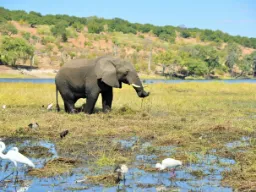 Elefant omgiven av kohägrar och vadarfåglar