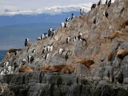 Sjölejon och skarvar på klipporna i Beaglekanalen nära Ushuaia