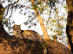  Leoparden är den av de stora kattdjuren som är mest utbredd