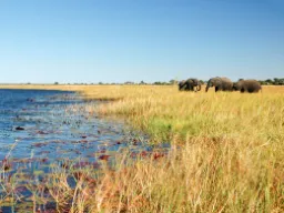 Elefanter använder ca 16 timmar dagligen till att äta Elefanter använder ca 16 timmar dagligen till att äta
