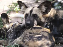 Vilda hundar slappnar av tillsammans Vilda hundar slappnar av tillsammans