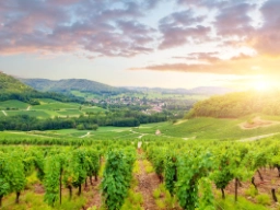 Panorama-utsikt över vinodlinger i Bourgogne