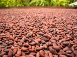 Kakaoproduktionen i Colombia är ca 60–70 000 ton årligen Kakaoproduktionen i Colombia är ca 60–70 000 ton årligen