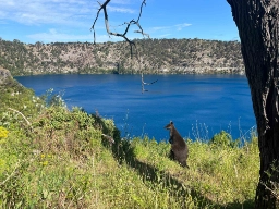 Wallaby med en fantastisk utsikt över Blue Lake i Mount Gambier