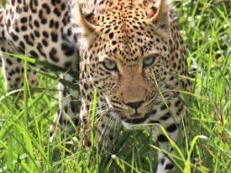 Leoparden poserar Leoparden poserar