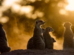 Surikaterna är alltid på vakt