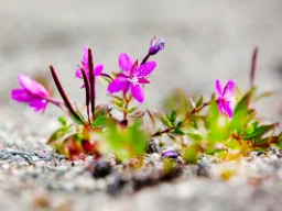 Arktisk mjölkört i blom på den grusiga tundran Arktisk mjölkört i blom på den grusiga tundran