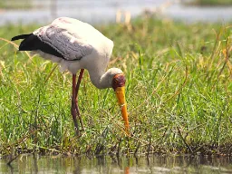 Afrikansk ibisstork
