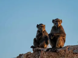 Babianer vid Augrabiesfallen håller utkik