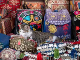 En av Istanbuls många älskade katter njuter av lugnet mitt i basaren