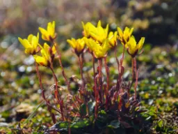 Bräcka (Saxifraga) Bräcka (Saxifraga)