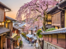 Blommande körsbärsträd i Kyoto